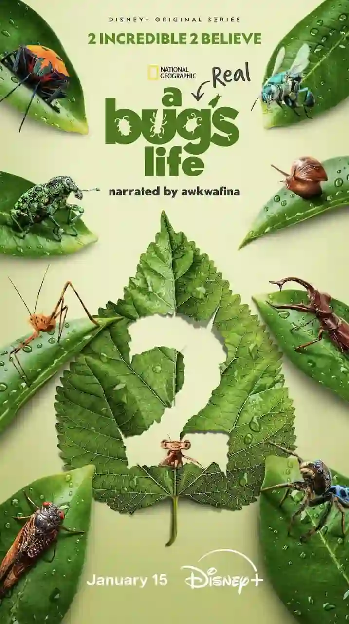 虫虫历险记 第二季